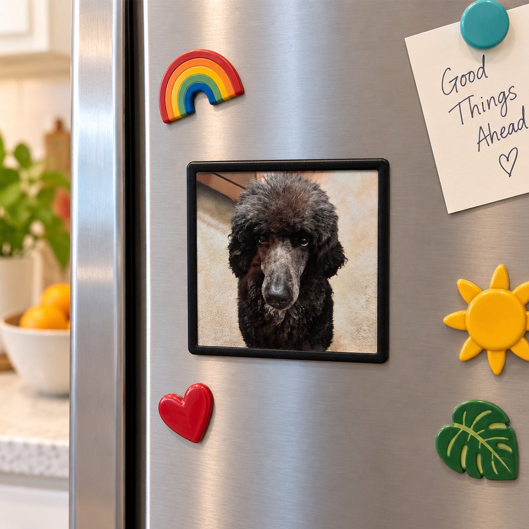 Peleman Black Frame Photo Magnets, 4x4 and 4x6 in - Peleman Industries Inc. - 4in x 4in - 5 Pieces -