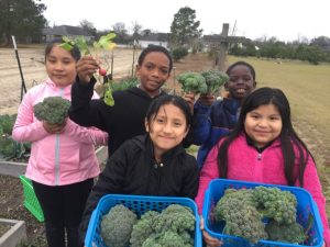 Children holding broccoli in a field